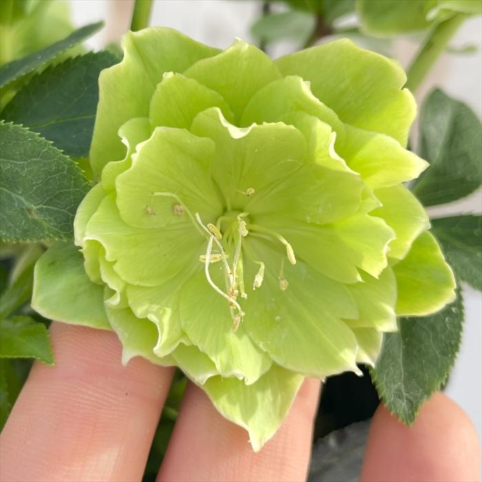 クリスマスローズ 一茶 曽田園芸 0129-005 現品販売 送料無料 12cm