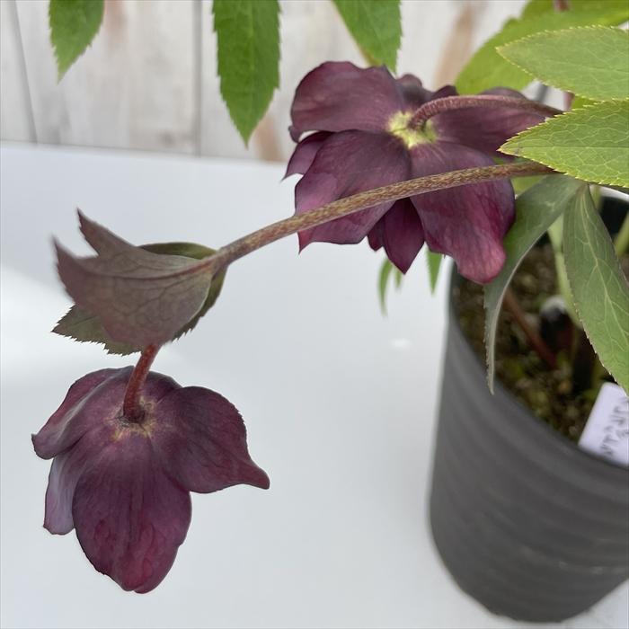 クリスマスローズ 広瀬園芸 クレオパトラ 0211-021 現品販売 送料無料