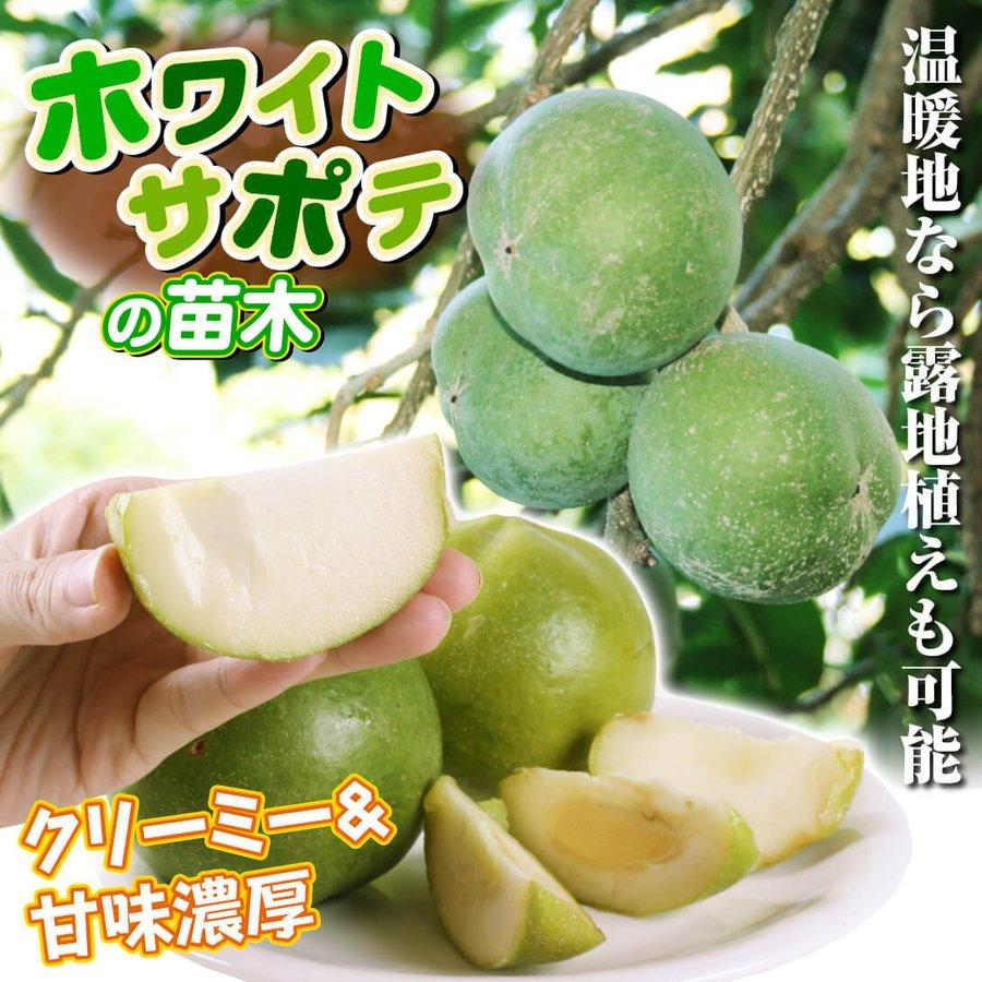 果樹苗 ホワイトサポテ ピケ 1株 爆買 : 花と緑 国華園 - 通販 - Yahoo
