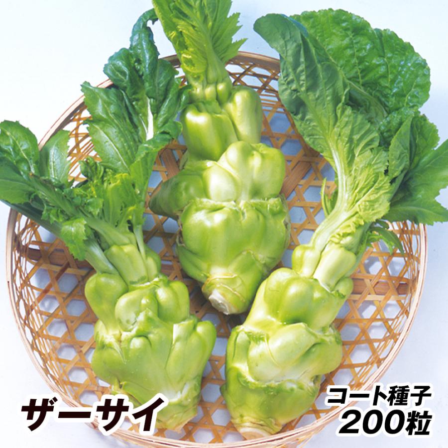種 野菜たね 菜類 ザーサイ 1袋（コート種子200粒）ザーツァイ 搾菜