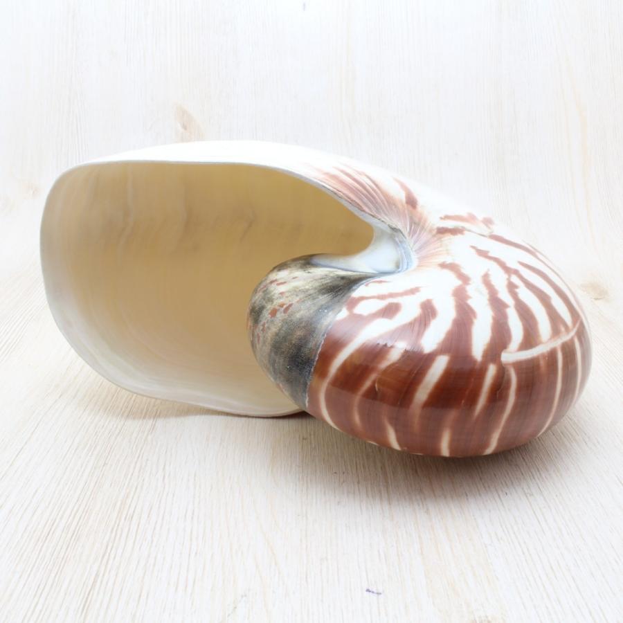 オウムガイ Lサイズ 貝殻 約16〜18cm インテリア 工芸品