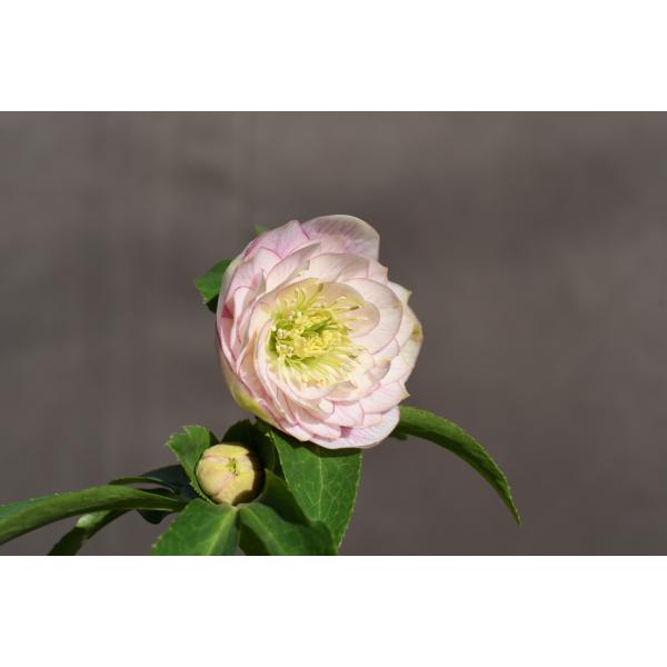 クリスマスローズ開花株 DDソフトグラデーション 322 現品限り : 金井