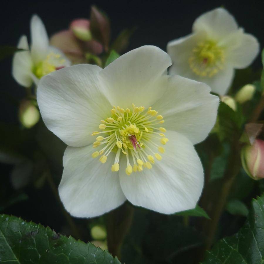 クリスマスローズ苗 [氷の薔薇ミアマーブル] 4.5号鉢 Ice N'roses 産地