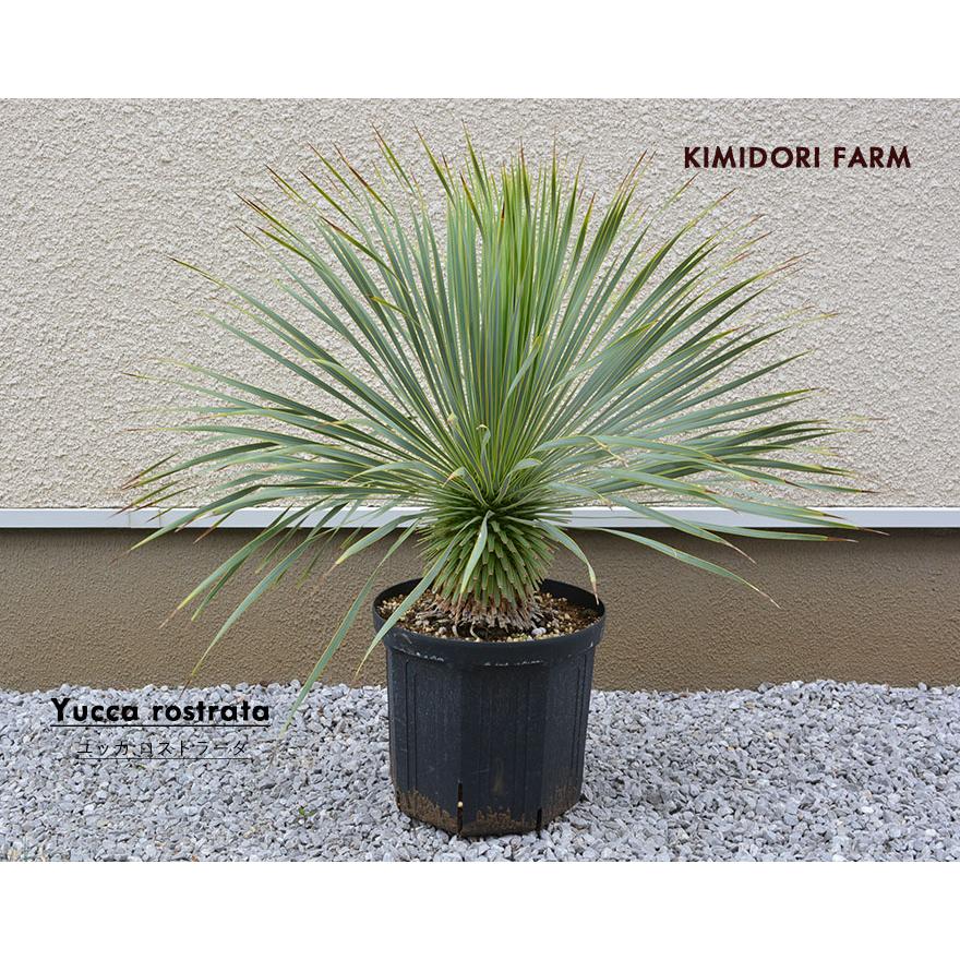 現品発送】ユッカ ロストラータ 常緑 観葉植物 耐寒性 ドライガーデン