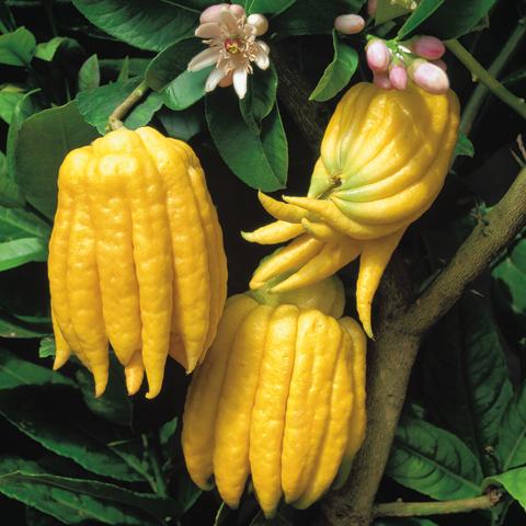 みかん 苗木 【 仏手柑 （ぶっしゅかん） 】 1年生 接ぎ木 ポット苗