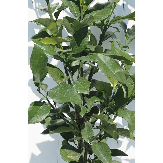 デコポン 苗木 【デコポン （不知火）】 3年生 接ぎ木 約1.0m 大苗