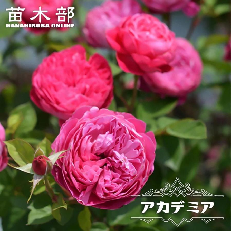 四季咲き強香バラ苗 アカデミア 2年生大苗 6号ポット : 苗木部 花