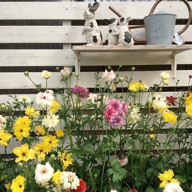 開花見込み株 ラナンキュラス ラックス ハデスの苗 5号鉢 冷蔵処理