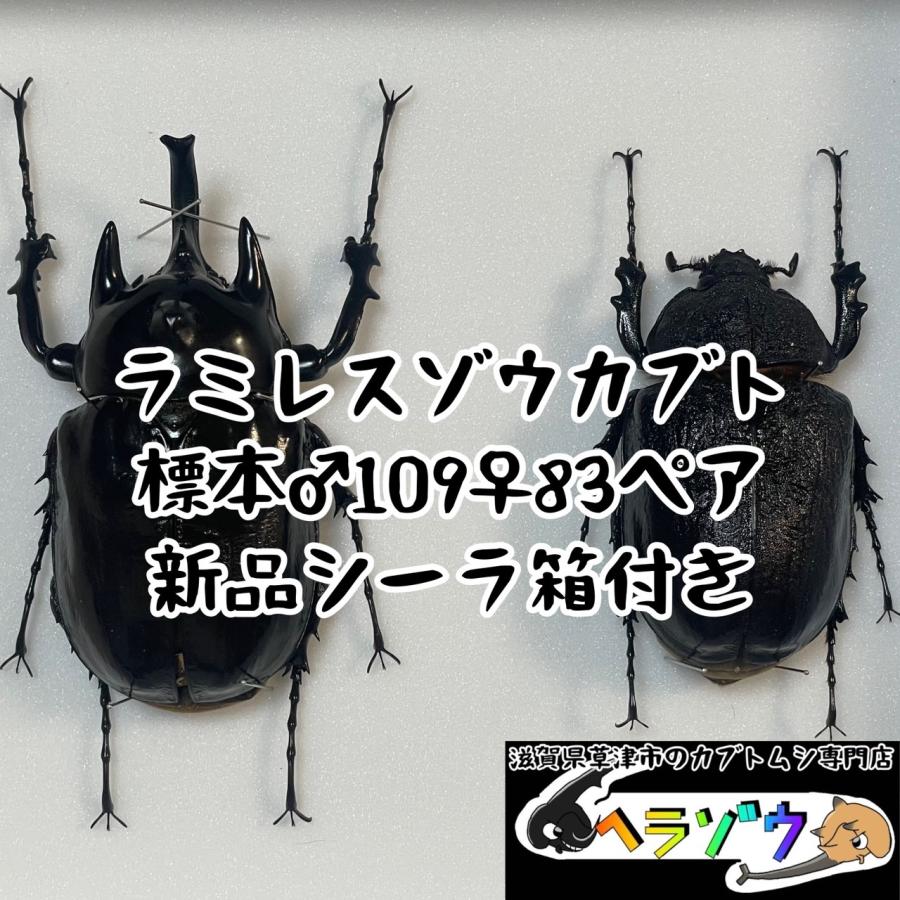 ラミレスゾウカブト♂109mm♀83mmペア標本新品シーラケース付き
