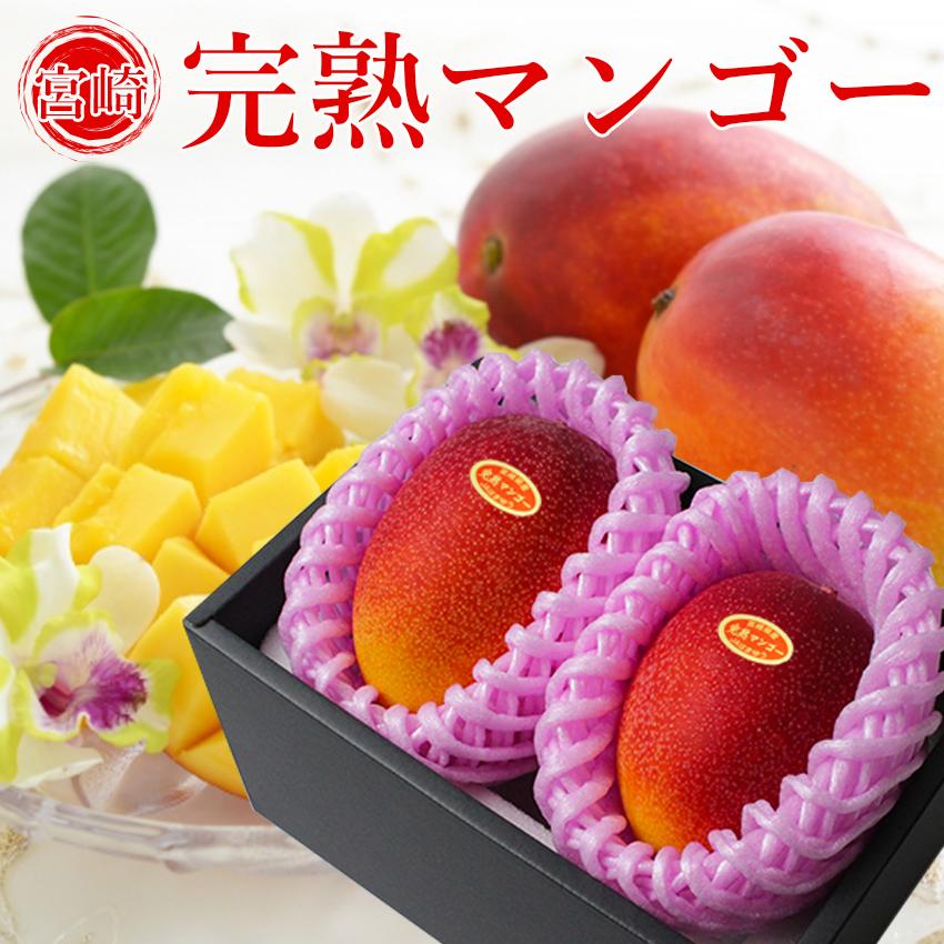 完熟 マンゴー Mサイズ2玉 （約480g以上） 秀品 母の日 父の日 宮崎県