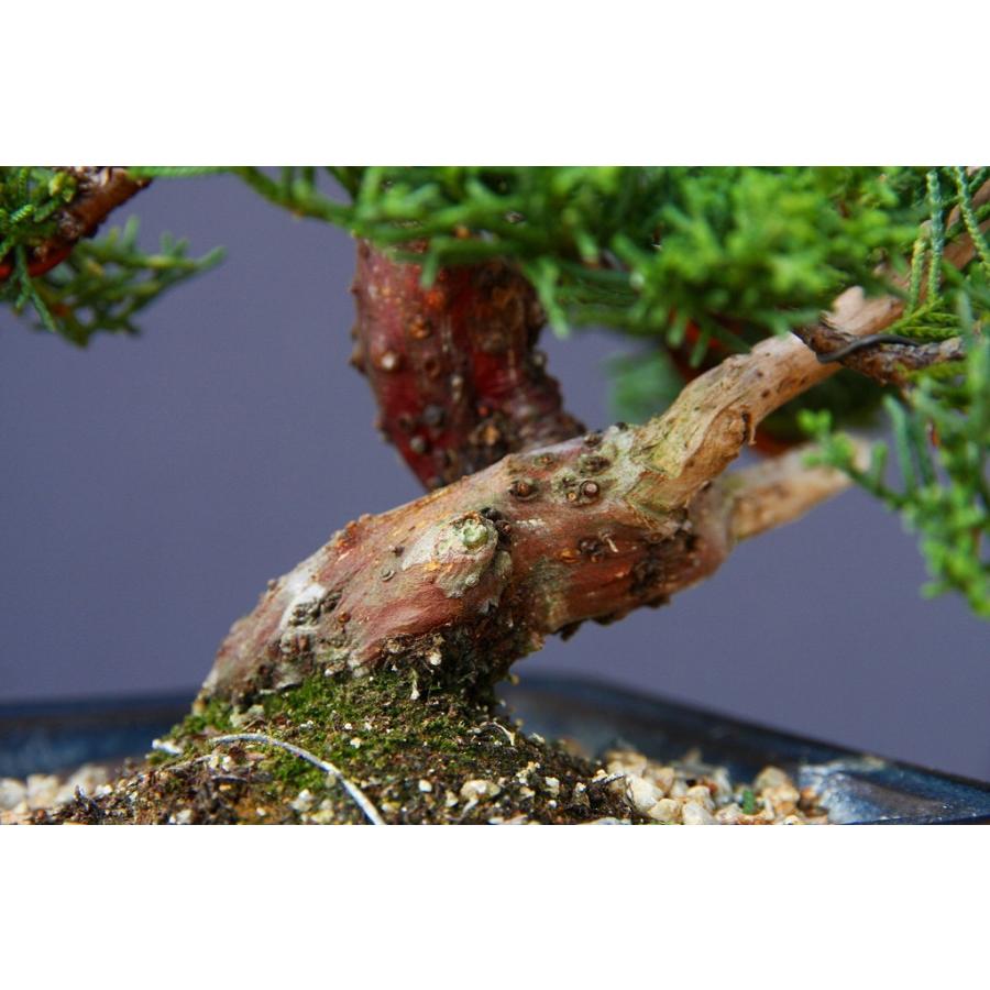 株）一樹園 糸魚川真柏 小品盆栽／樹齢15年 : 一樹園 - 通販 - Yahoo