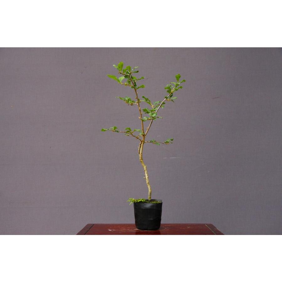 株）一樹園 ろうや柿【雄木】 中品盆栽／樹齢8年 : 一樹園 - 通販