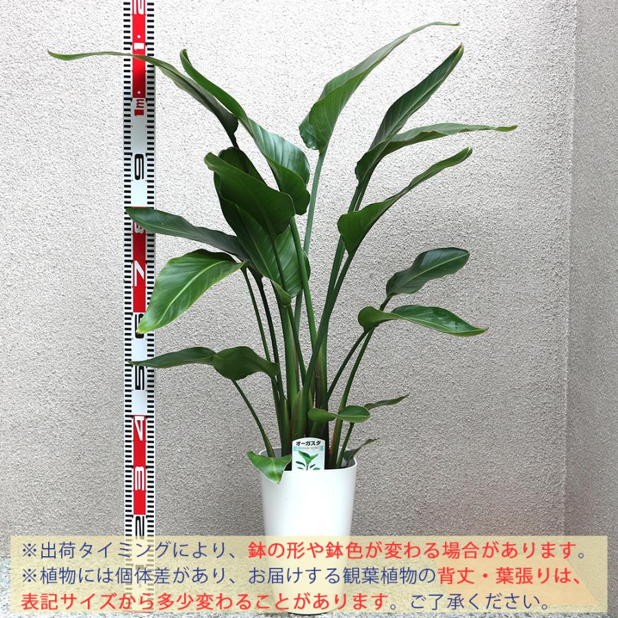 ITANSE 観葉植物 ストレリチア・オーガスタ 8号鉢 Lサイズ 1個 人気