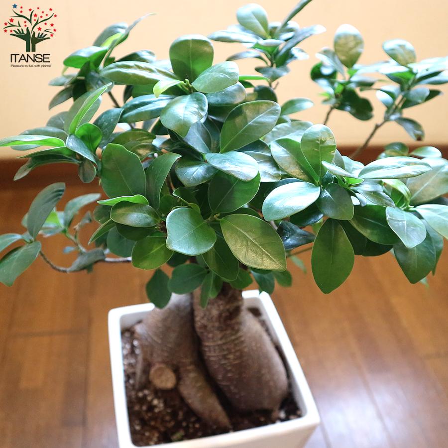 ITANSE ガジュマル リビングやオフィス向きサイズ 観葉植物 スクエア6