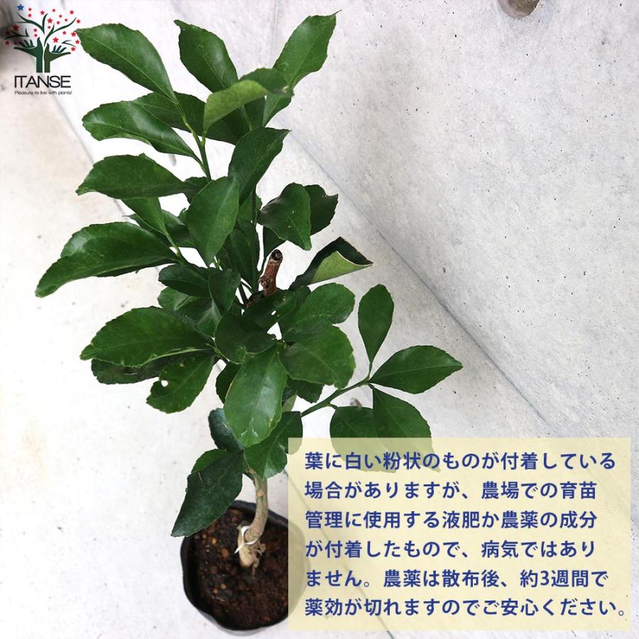 みかんの苗 はるか【果樹の苗木 12〜15cmポット 1〜2年生 接木苗／1個