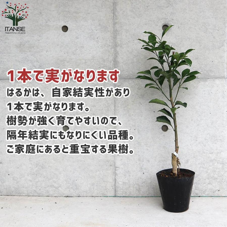 みかんの苗 はるか【果樹の苗木 12〜15cmポット 1〜2年生 接木苗／1個
