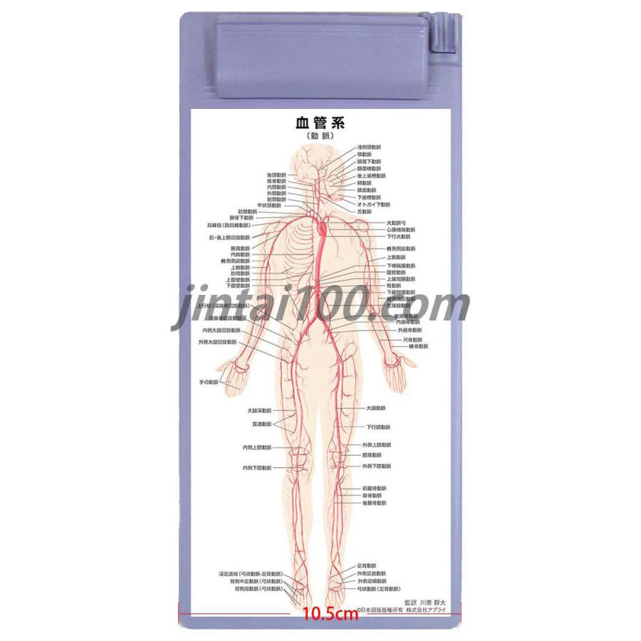 血管系」クリップボード ポケットサイズ人体解剖図 医学チャート