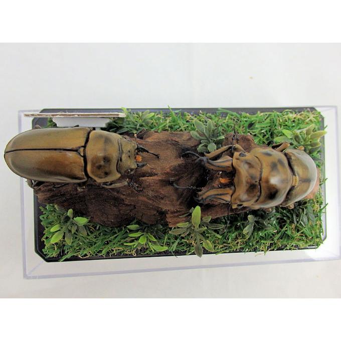 オウゴンオニクワガタ♂70＋♀51(ジオラマ標本) : オオクワ京都