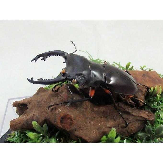 オオクワ京都昆虫館 クワガタ カブトムシ 昆虫標本 昆虫イベント