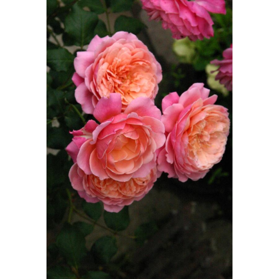 プリP．J．ルドゥーテ(バラ苗：ギヨー社・フランス） 大苗 《契約品種