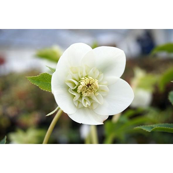 クリスマスローズ・オリエンタリス セミダブル・ホワイト : 大神