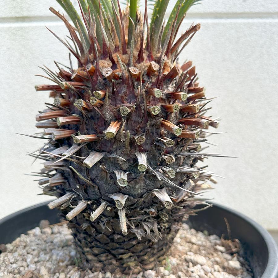 観葉植物 おしゃれ 大型 本物 キンカンソテツ 10号 現品 金冠 金環 黒