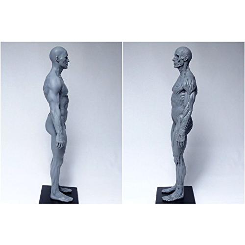 Abz Company 人体 筋肉 模型 30cm 人体模型 医学 解剖 教育 整形 外科