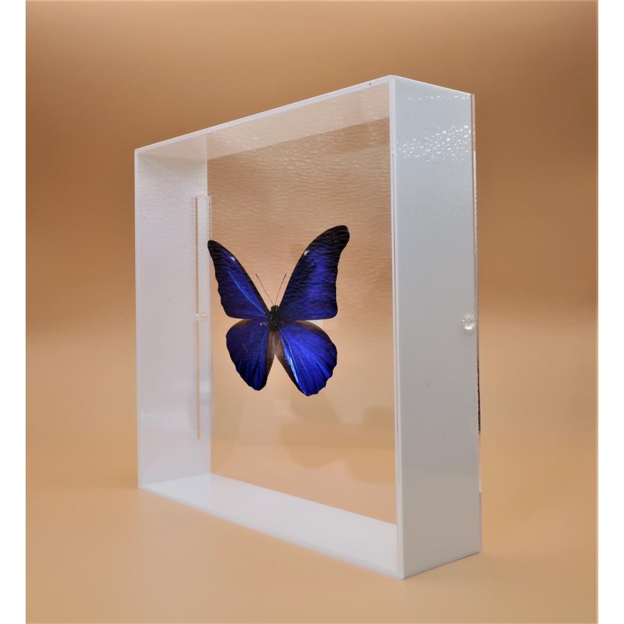 蝶の標本 レテノールモルフォ M.rhetenor ホワイトフレーム チョウ