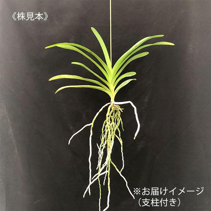 洋ラン バンダ サンチャイゴールドスポット 幼苗 吊り 洋蘭 インテリア