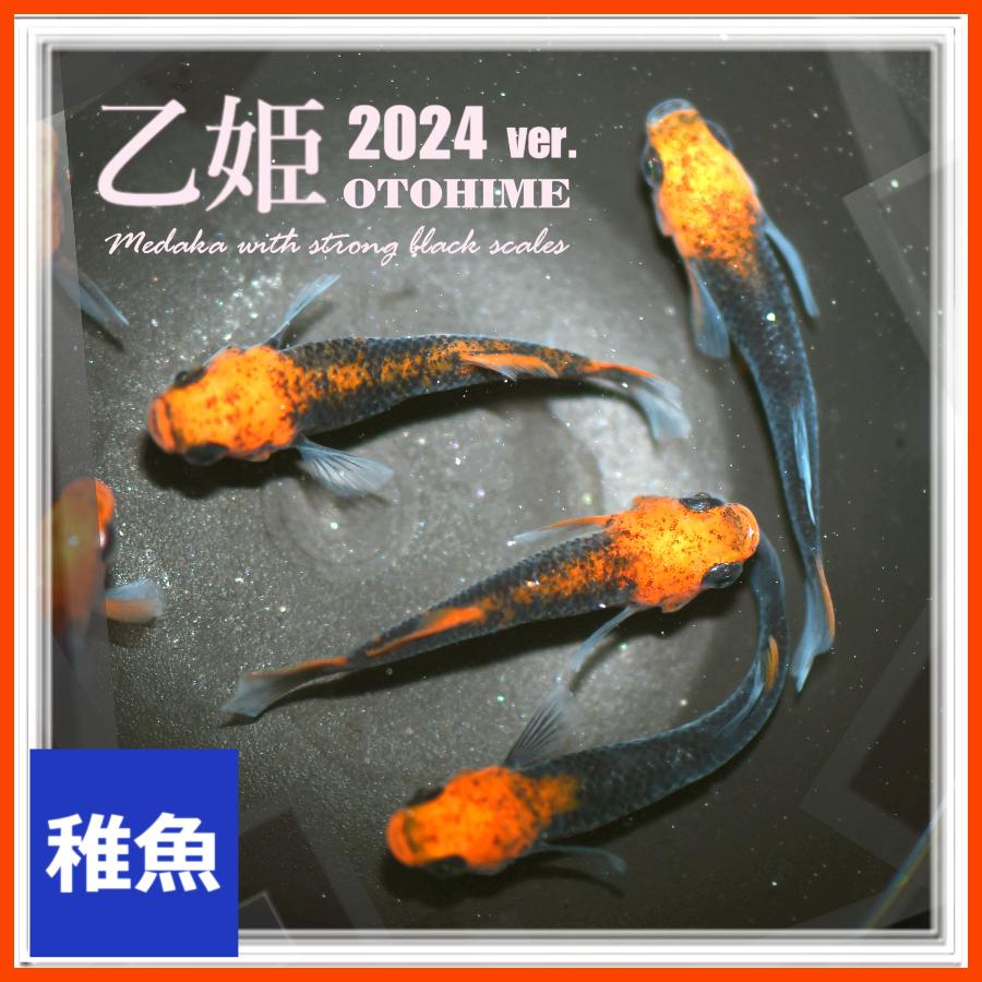 メダカ 2024ver.乙姫めだか 稚魚10匹 /おとひめメダカ ブラックリム
