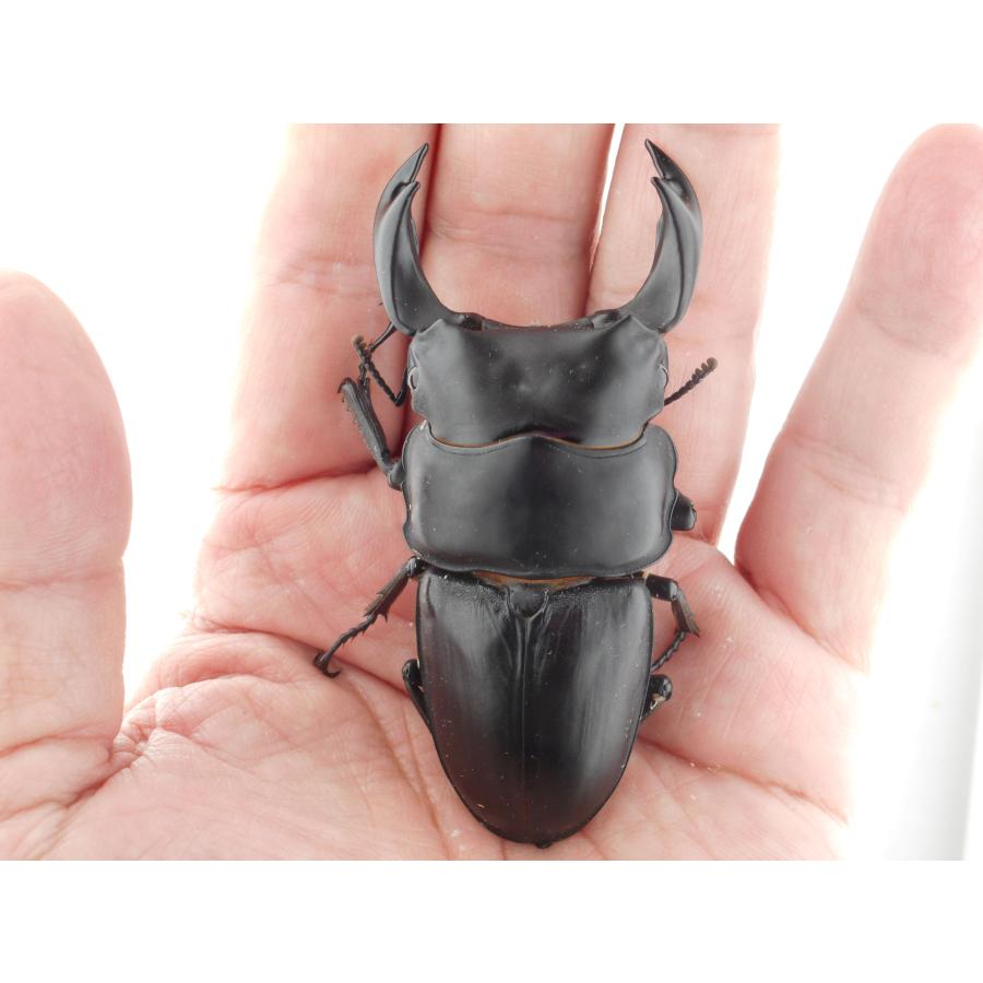 国産オオクワガタ・森田ゴールド・成虫ペア・♂78.0mm展示レベル