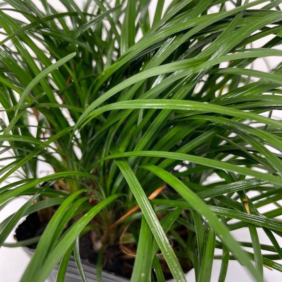 リュウノヒゲ 9cmポット苗 144株 グランドカバー 常緑 多年草 竜のひげ