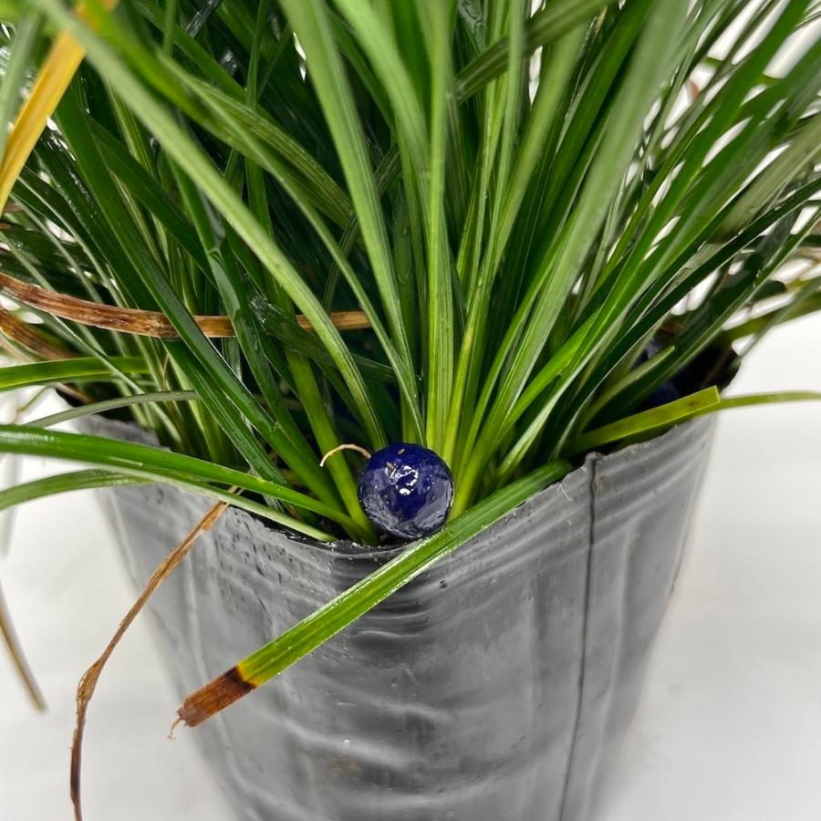 リュウノヒゲ 9cmポット苗 360株 グランドカバー 常緑 多年草 竜のひげ