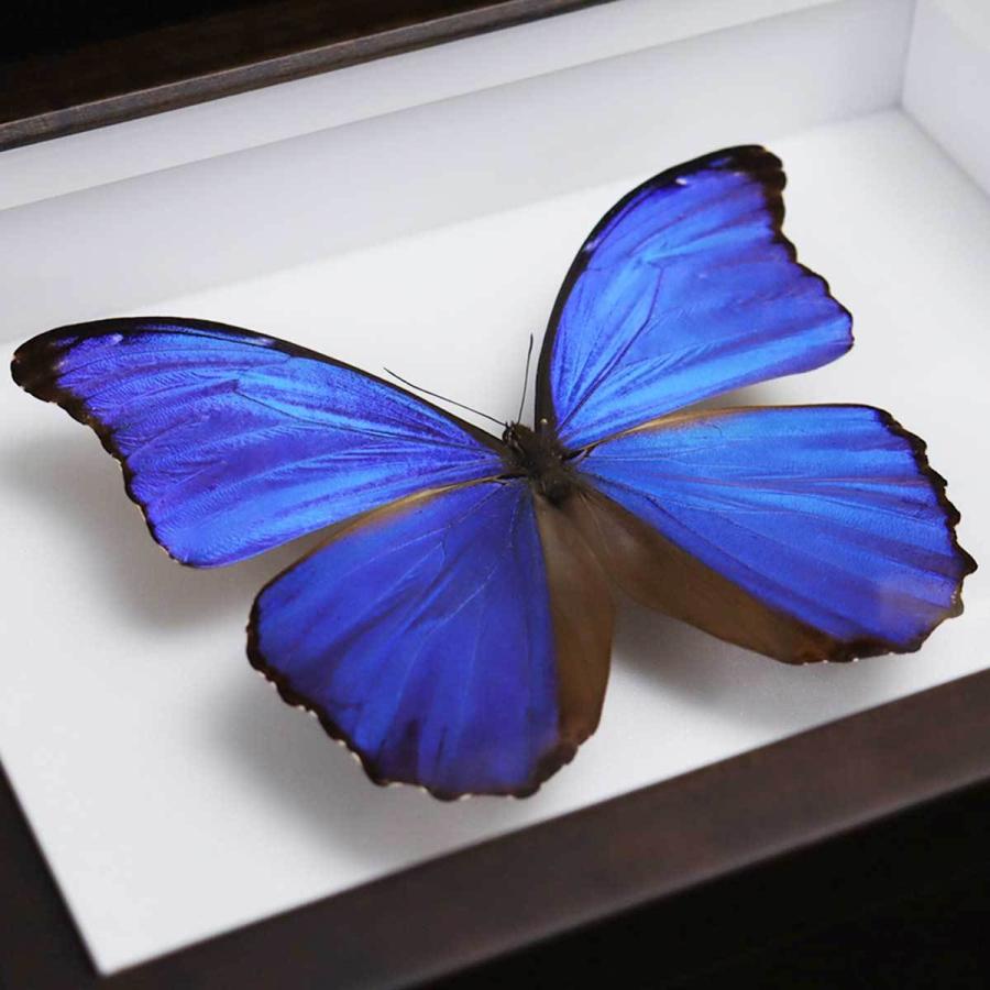 昆虫標本箱（ドイツ箱）昭和55年からの実績 ドイツ箱モルフォ蝶1頭入れ