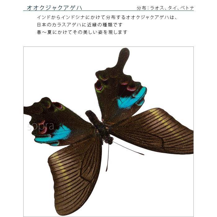 昆虫標本 蝶の標本 オオクジャクアゲハ メタリック調ライトフレーム