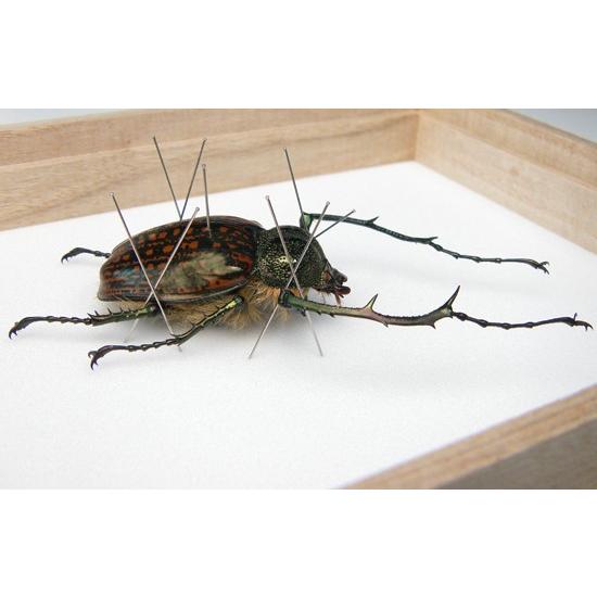 昆虫標本 テナガコガネ 桐箱 : ソプラノYahoo!店 - 通販 - Yahoo