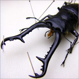 昆虫標本 ギラファノコギリクワガタ 桐箱 : ソプラノYahoo!店 - 通販