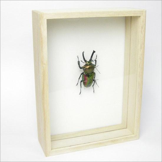 昆虫標本 ニジイロクワガタ 桐箱 : ソプラノYahoo!店 - 通販 - Yahoo