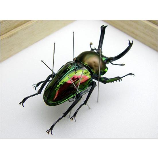昆虫標本 ニジイロクワガタ 桐箱 : ソプラノYahoo!店 - 通販 - Yahoo
