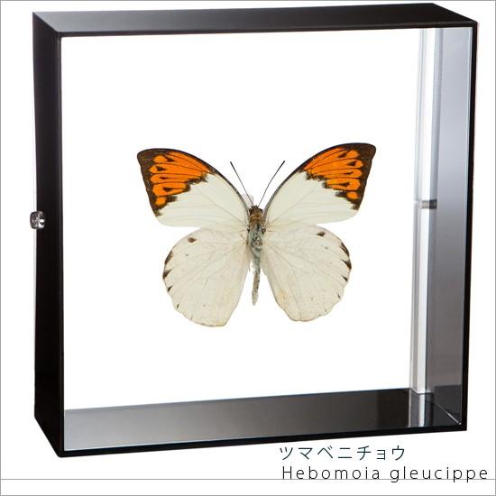 昆虫標本 蝶の標本 ツマベニチョウ アクリルフレーム 黒 : ソプラノ