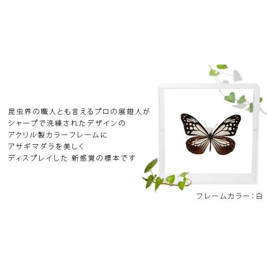 昆虫標本 蝶の標本 アサギマダラ アクリルフレーム 白 : ソプラノYahoo