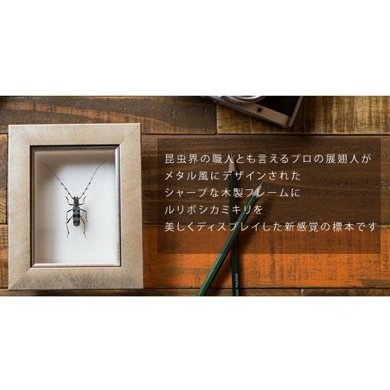 昆虫標本 ルリボシカミキリ メタリック調ライトフレーム : ソプラノ