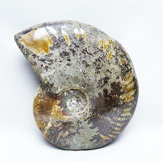 アンモナイト 化石 t723-1593 : 誠安天然石専門店 - 通販 - Yahoo