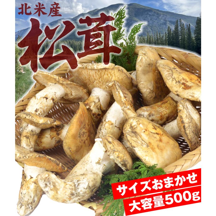 松茸 約500g 北米産 冷蔵便 ご家庭用 送料無料 食品 : 食みらい・国