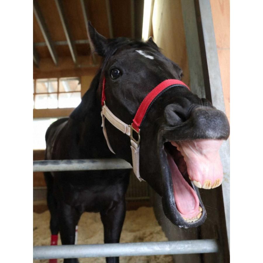 コントレイル ぬいぐるみ Mサイズ アイドルホース 第41回ジャパン