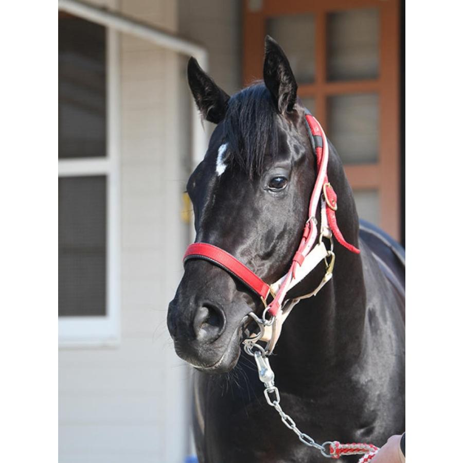 コントレイル ぬいぐるみ Sサイズ アイドルホース 第41回ジャパン