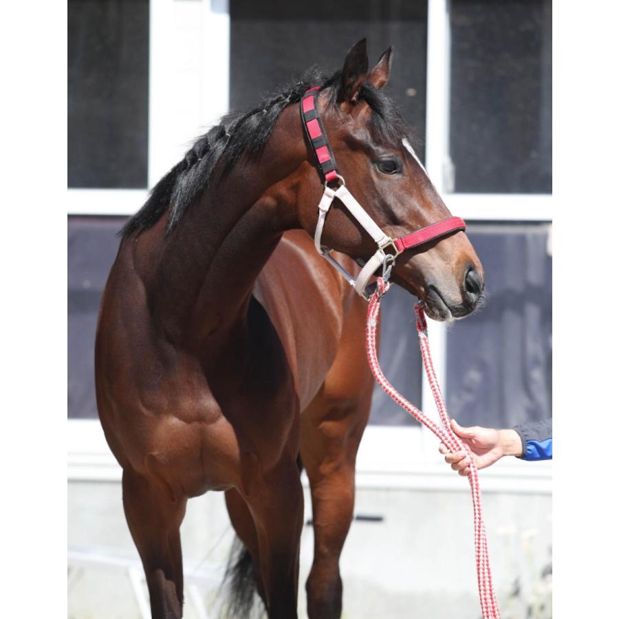 ラヴズオンリーユー ぬいぐるみ Mサイズ アイドルホース 21BCフィリー