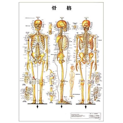 医道の日本社 人体解剖学チャート骨格筋 ポスター 3枚セット(骨格筋
