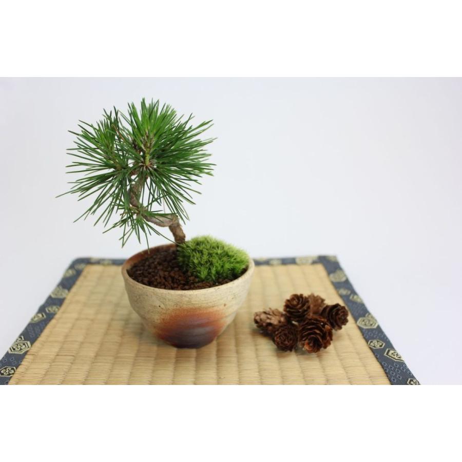 お買得 極上素材 黒松 盆栽 四日市萬古焼鉢 くろまつ 小品 松柏盆栽