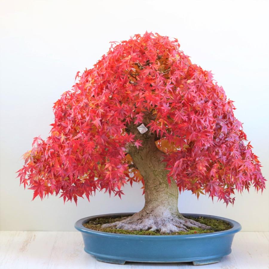 極上 山もみじ 大品盆栽 現品 送料無料 : 盆栽ショップ わびさび Yahoo
